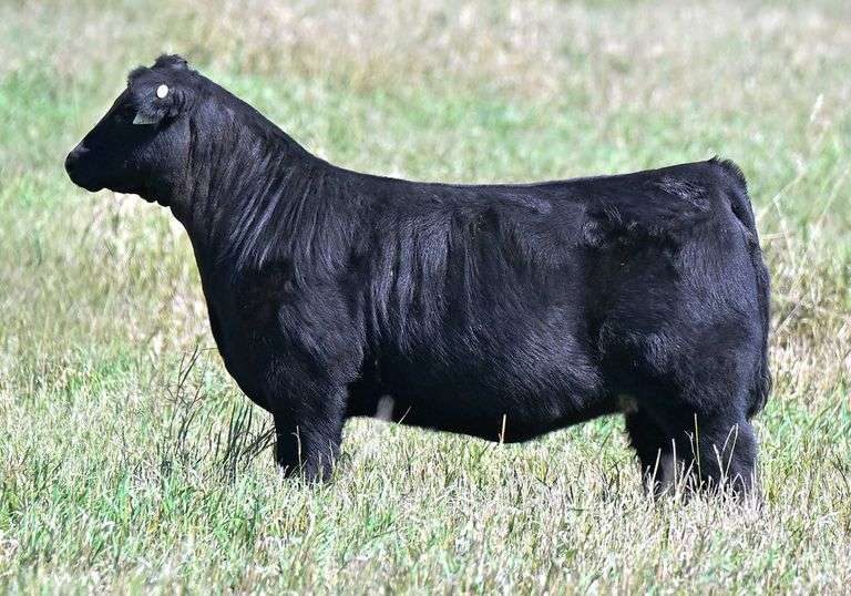 TAG G35 HEIFER