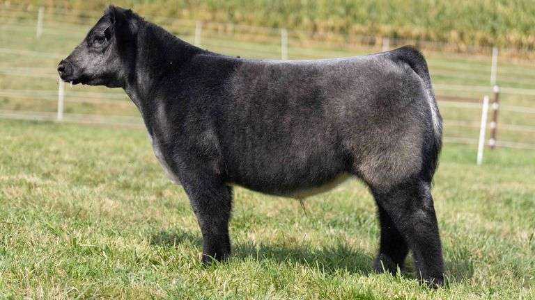 TAG 6 STEER