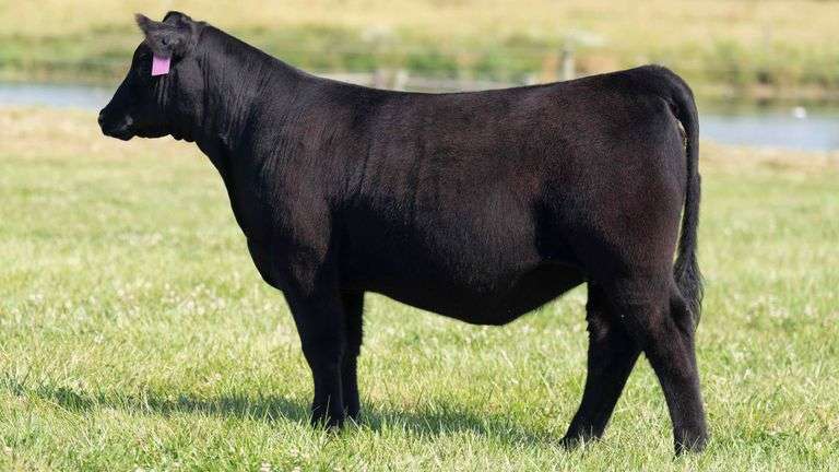 TAG 33 HEIFER