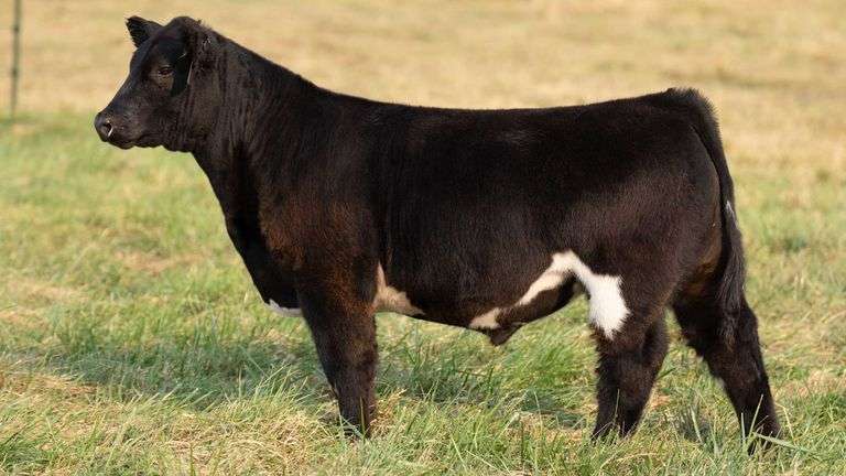 TAG 30 STEER