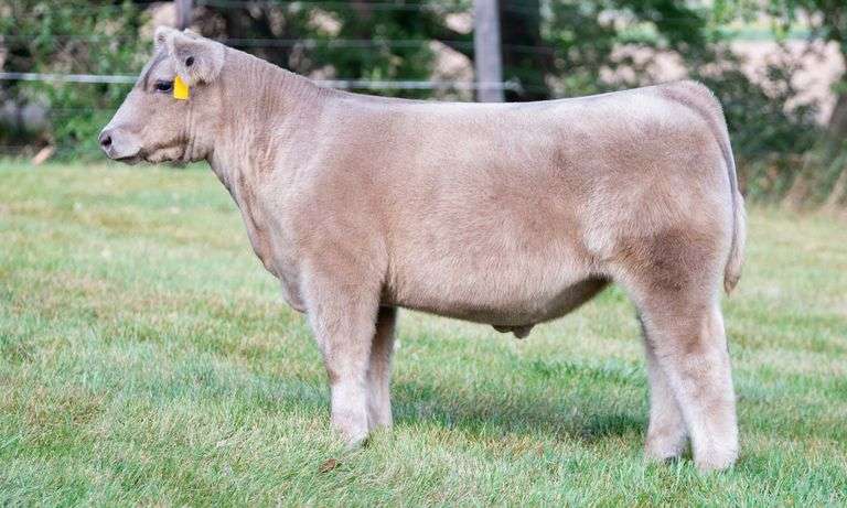 TAG 647 STEER