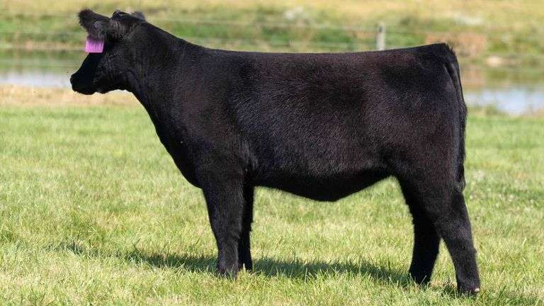 TAG 24 HEIFER