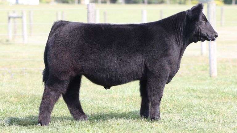 TAG 8 STEER