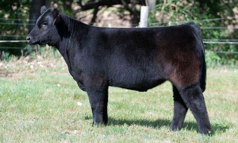 TAG 465 STEER