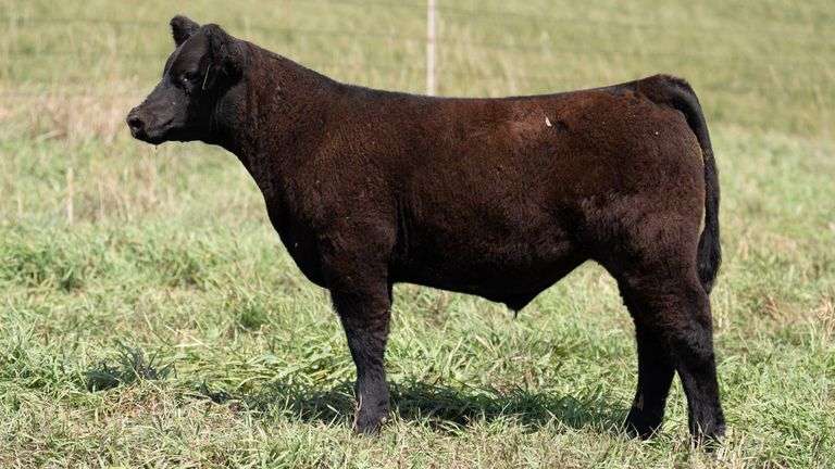 TAG 31 STEER