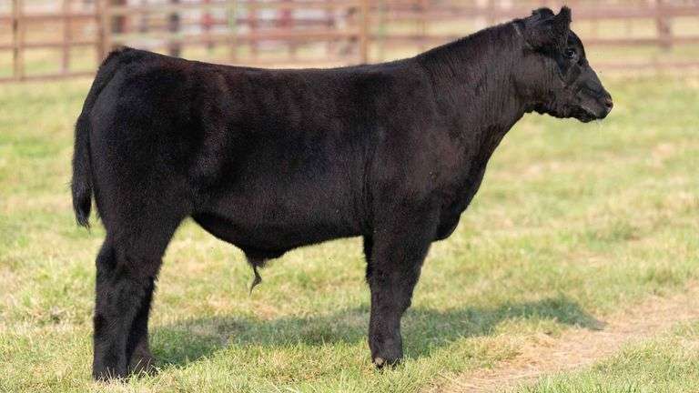 TAG 18 STEER