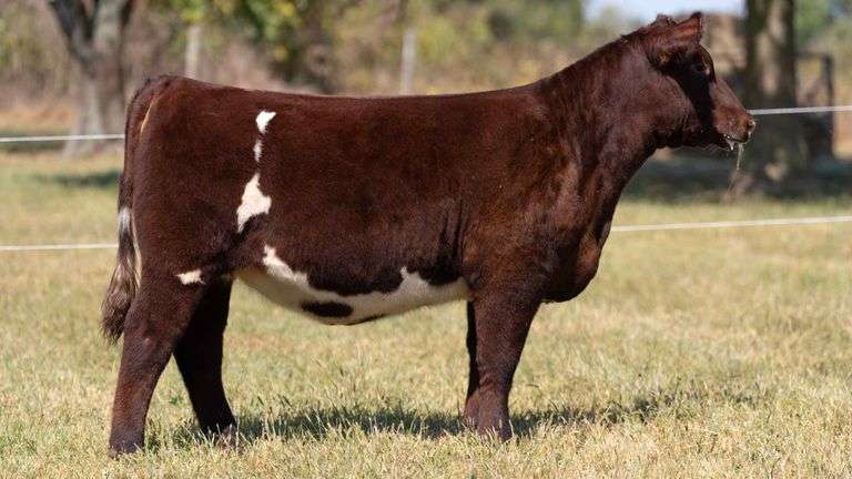 TAG 12 SHORTHORN HEIFER