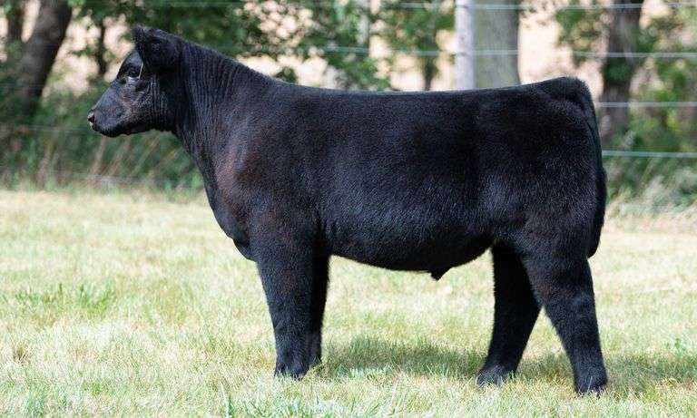 TAG 458 STEER