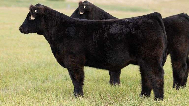 TAG 68 STEER