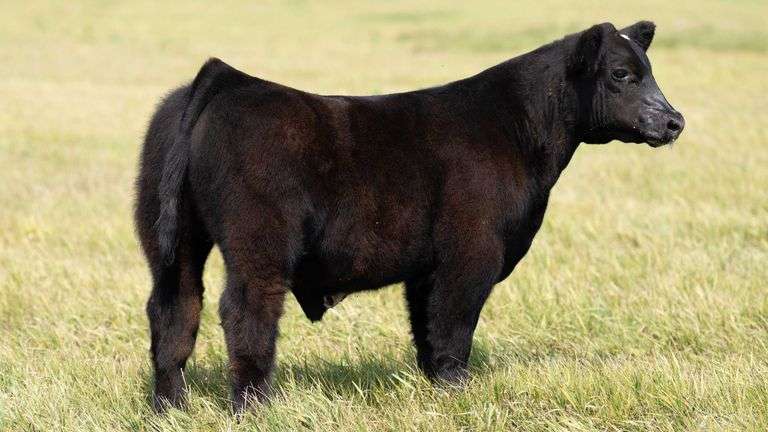 TAG 52 STEER