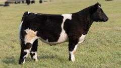 TAG 40 STEER