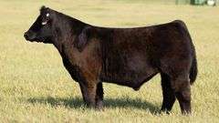 TAG 59 STEER