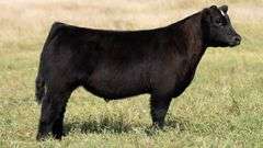 TAG 67 STEER