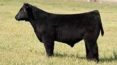 TAG 55 STEER