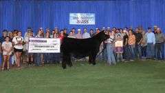 TAG 200 HEIFER