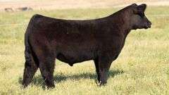 TAG 39 STEER