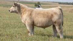 TAG 64 STEER