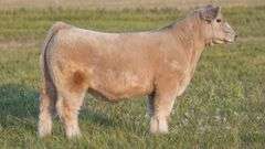 TAG 51 STEER
