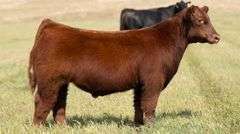 TAG 54 STEER