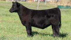 TAG 200 HEIFER