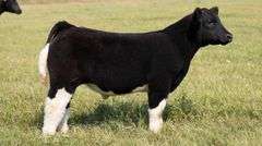 TAG 61 STEER