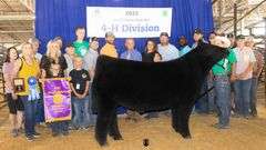 TAG 200 HEIFER