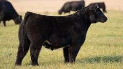 TAG 45 STEER