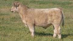 TAG 56 STEER
