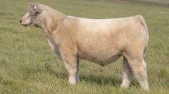 TAG 43 STEER