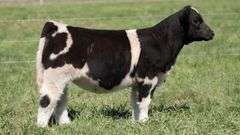 TAG 199 HEIFER
