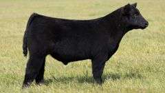 TAG 49 STEER