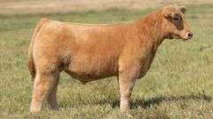 TAG 37 STEER
