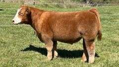 TAG 60 STEER
