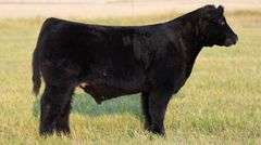 TAG 66 STEER