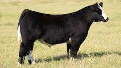 TAG 34 STEER