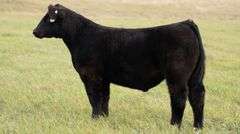TAG 65 STEER