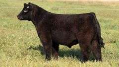 TAG 38 STEER
