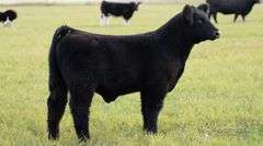 TAG 41 STEER