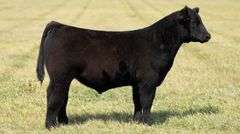 TAG 42 STEER