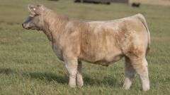TAG 47 STEER
