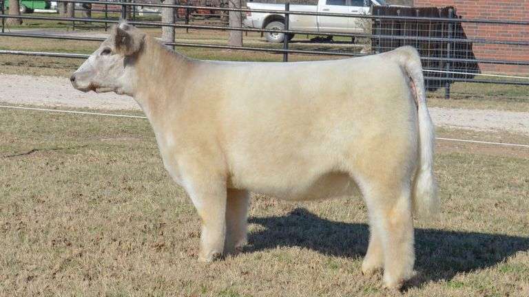 WELSHANS TAG 1453 HEIFER