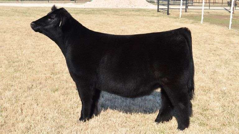 WELSHANS TAG 1419 HEIFER