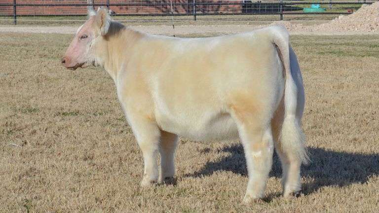 WELSHANS TAG 1460 HEIFER