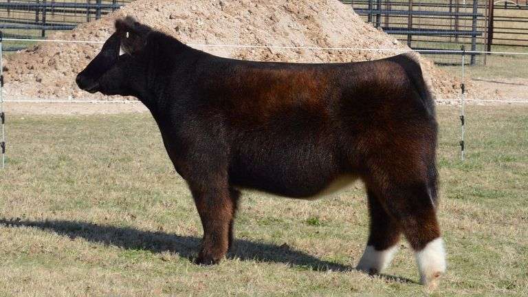 WELSHANS TAG 1452 STEER