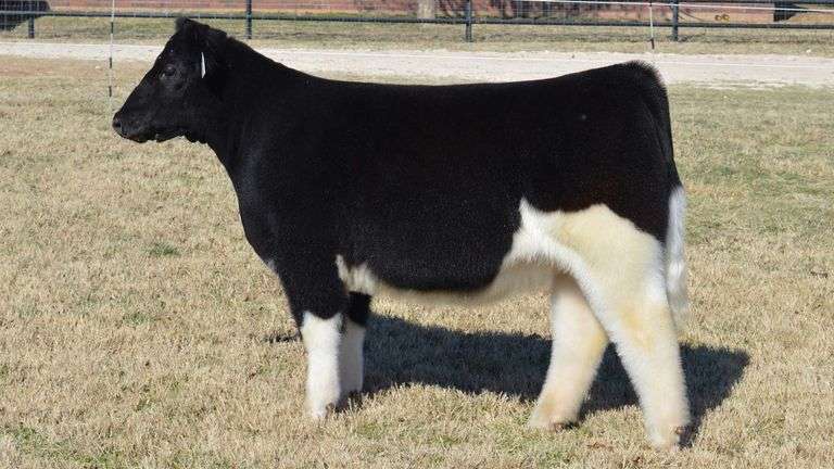 WELSHANS TAG 1456 HEIFER