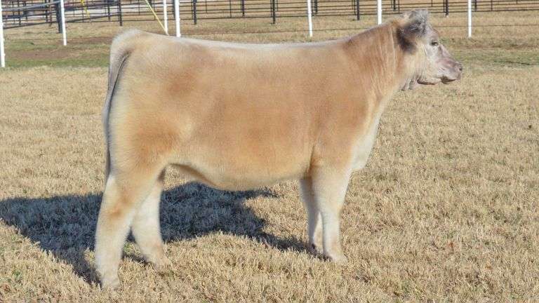 WELSHANS TAG 14 HEIFER