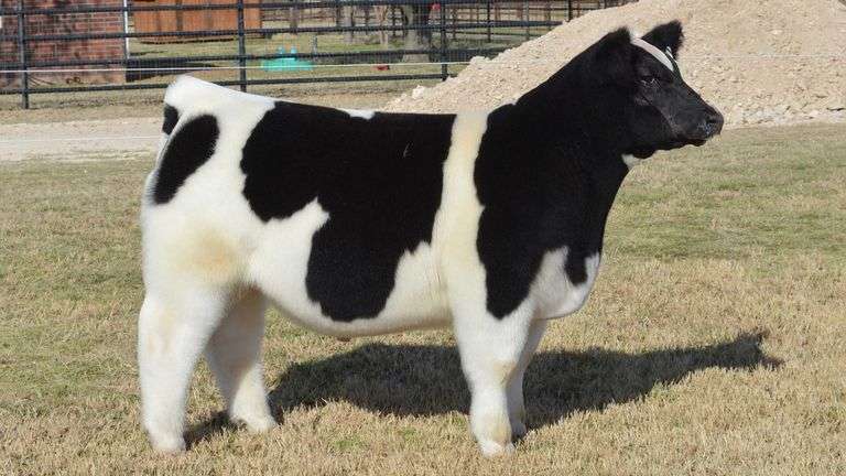 WELSHANS TAG 1441 STEER