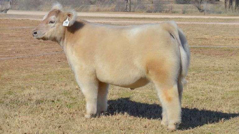 WELSHANS TAG 1440 STEER