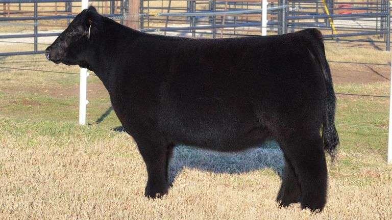 WELSHANS TAG 1445 HEIFER