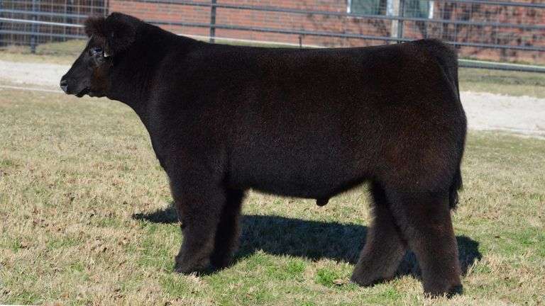 WELSHANS TAG 1435 STEER